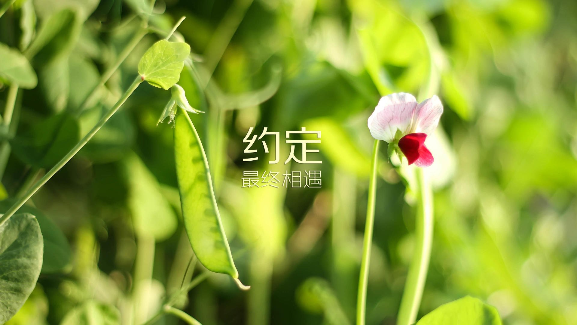 弱旅神话，澳大利亚最不可能的一场胜利，法比尼奥如何用一脚定义比赛？