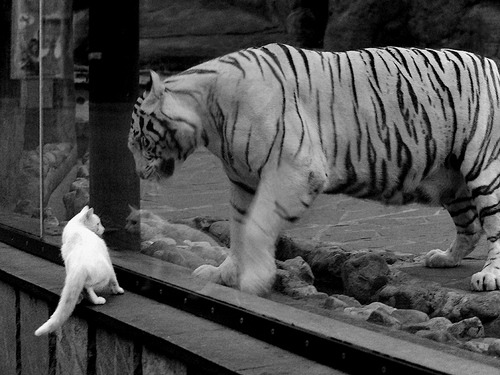 征服世界屋脊，当拜仁式的严谨提前终结玻利维亚的足球密码