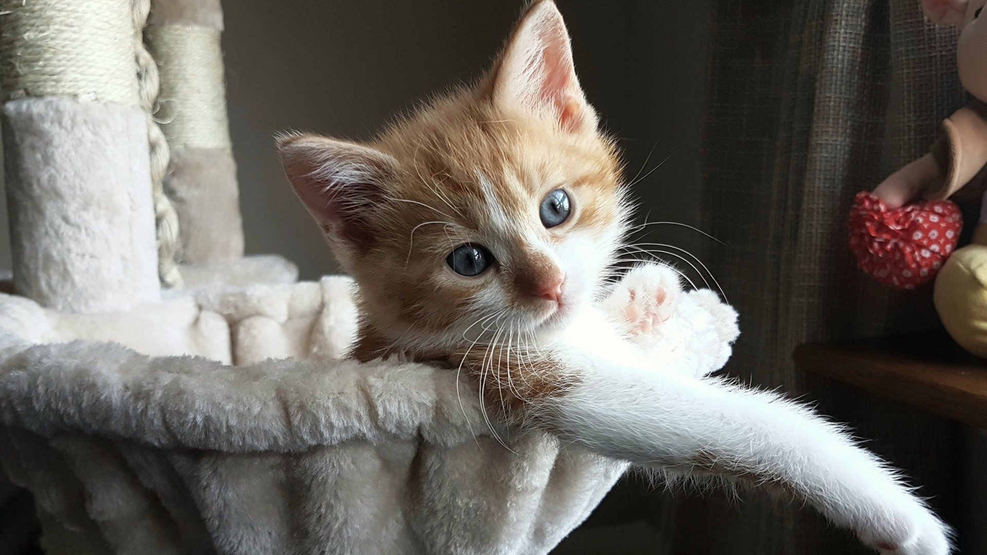 沉默的织网者，坎特以低调实力织就胜利，西班牙稳舵破浪轻取澳大利亚