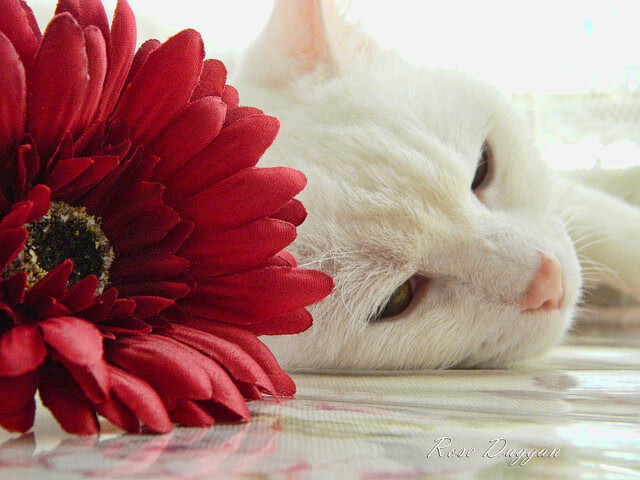 冰与火，当巴雷拉熄灭悬念与德国重燃希望—唯一性的瞬间如何定义体育