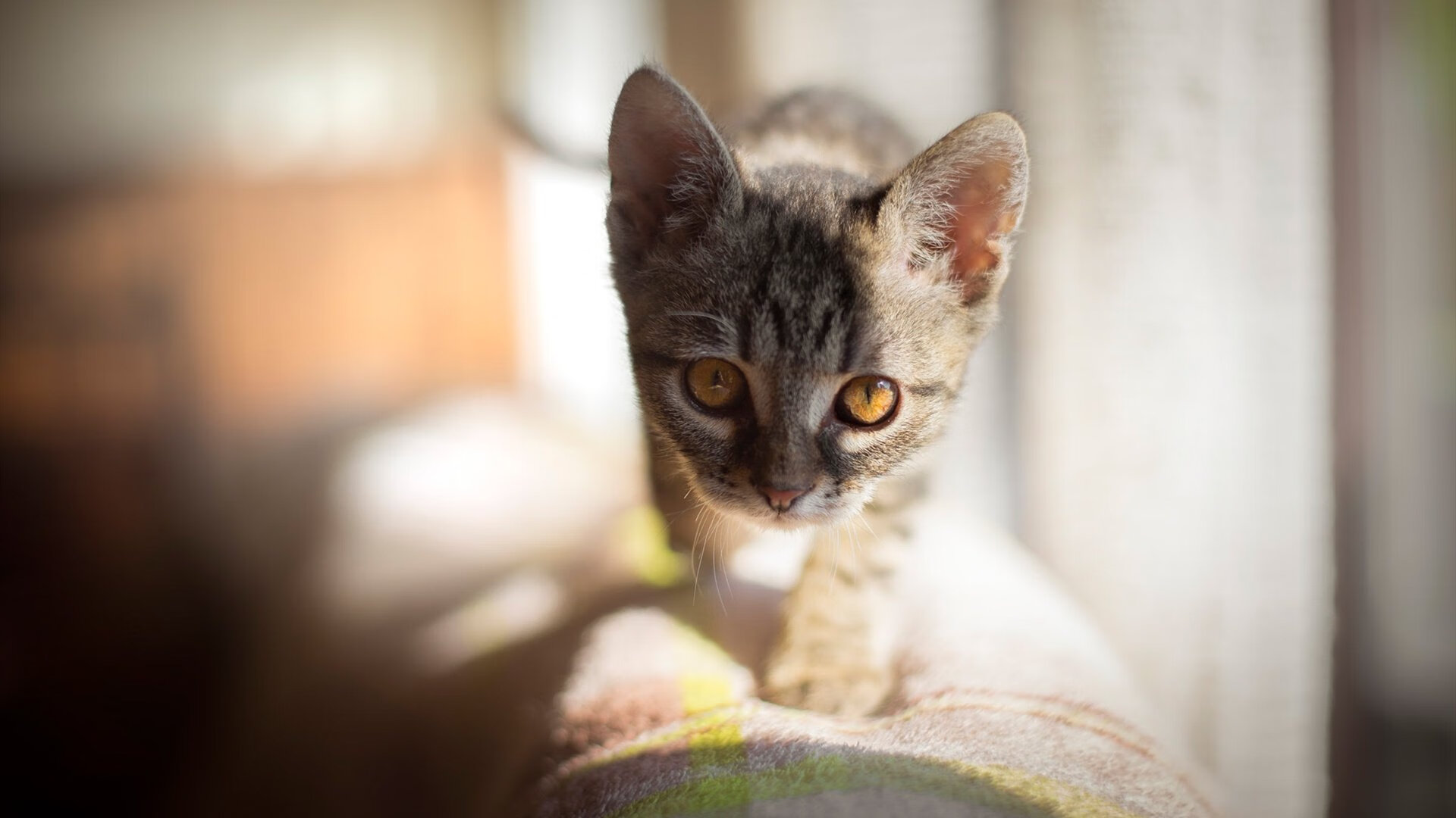 东方奇迹,中国球队强行终结皇马,布鲁诺演绎完美足球