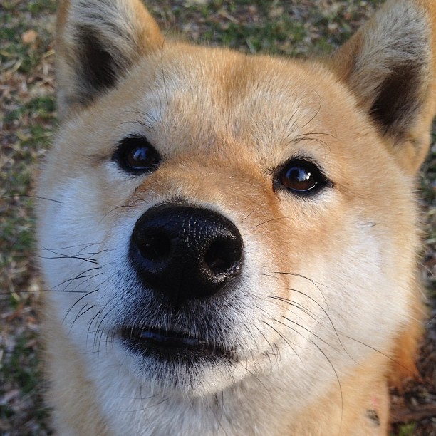 铁骑乱箭穿云，猛龙斩落浙江，东契奇完全无解的现代篮球启示录