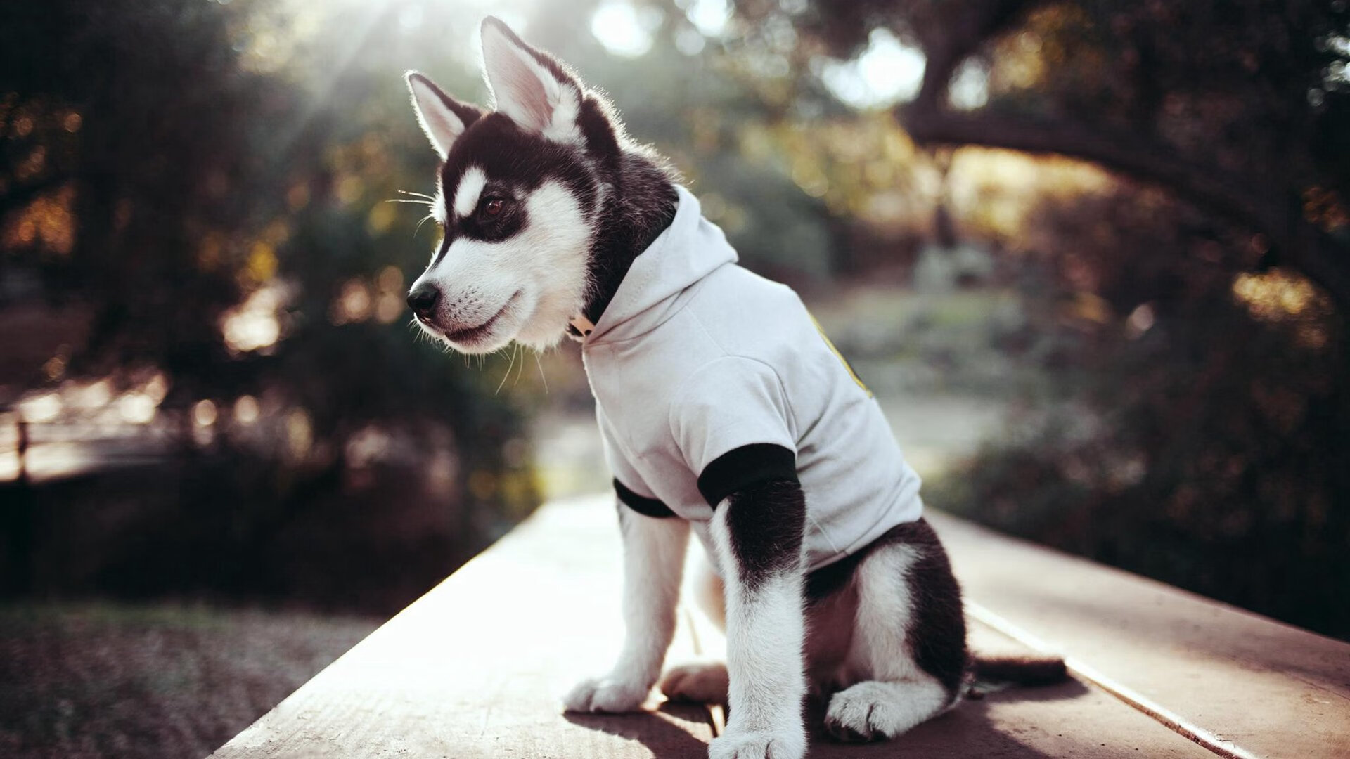 北欧风暴席卷南美，伊萨克帽子戏法助芬兰强势晋级