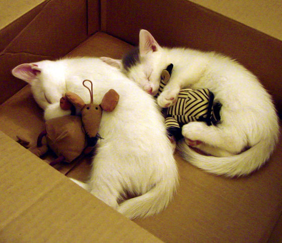 冰封高原！戈贝尔统治禁区，老鹰猎杀掘金提前终结悬念