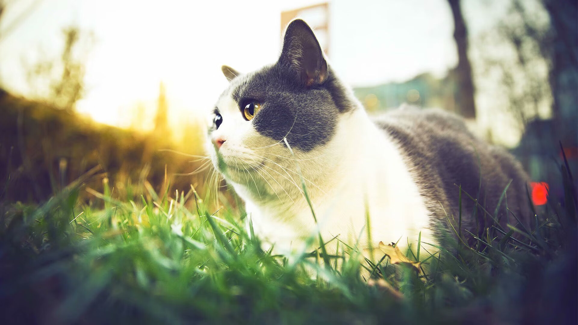 东瀛武士折戟地中海，加维少年加冕百场勋—欧洲足球的一日双星