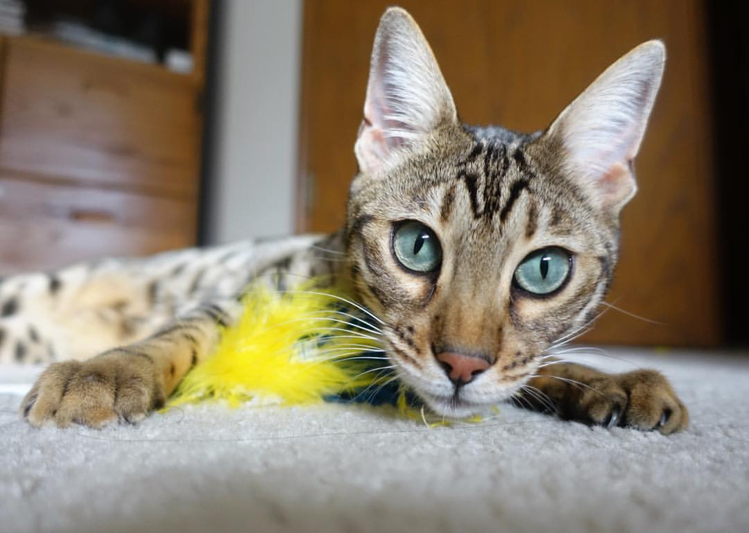 双城记，当勒布朗投出底角三分时，福克斯在英超赛场上送出致命直塞