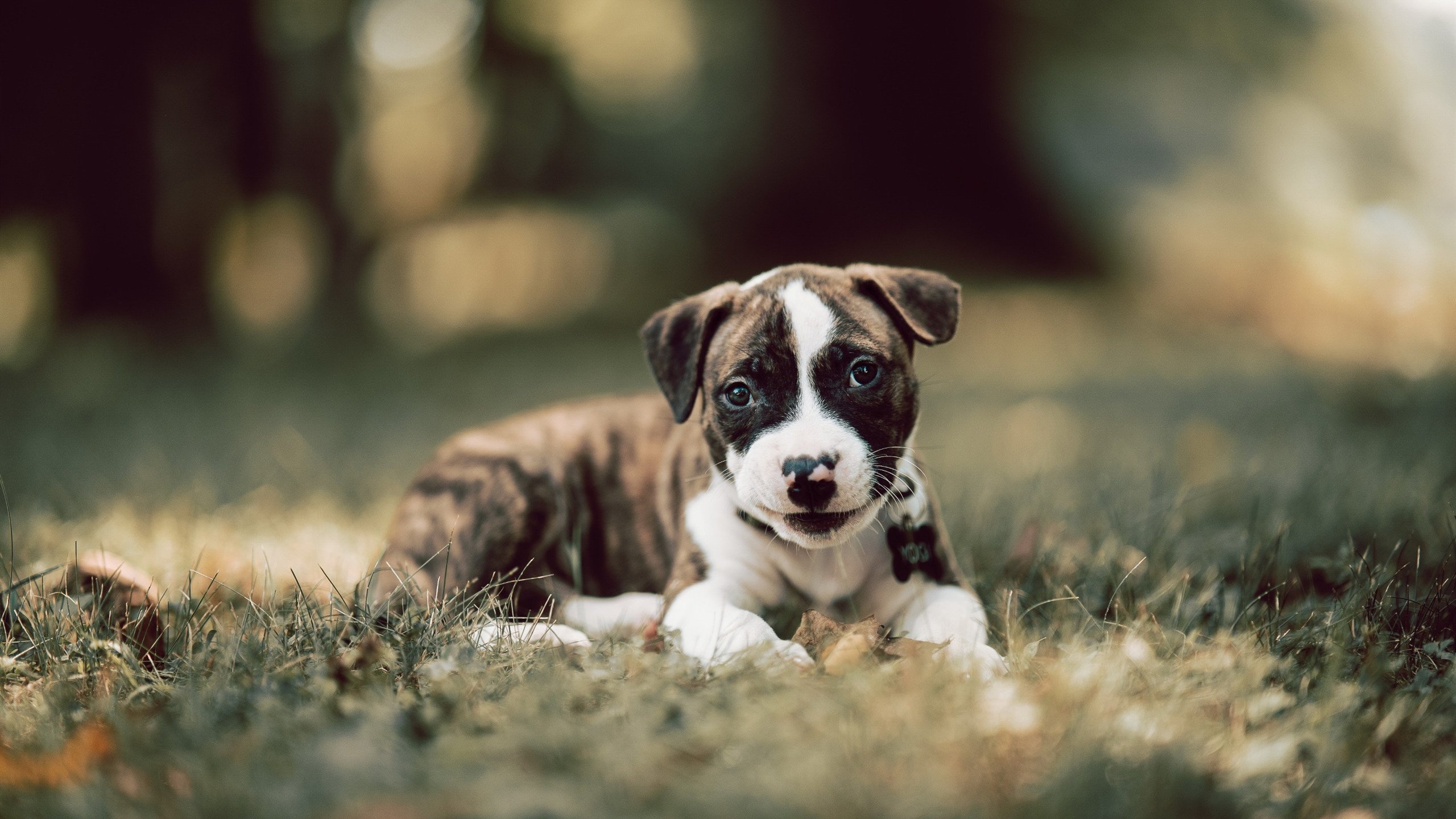 开云体育登录-足球上帝开的最大玩笑，当德国铁卫成为巴拉圭的关键先生