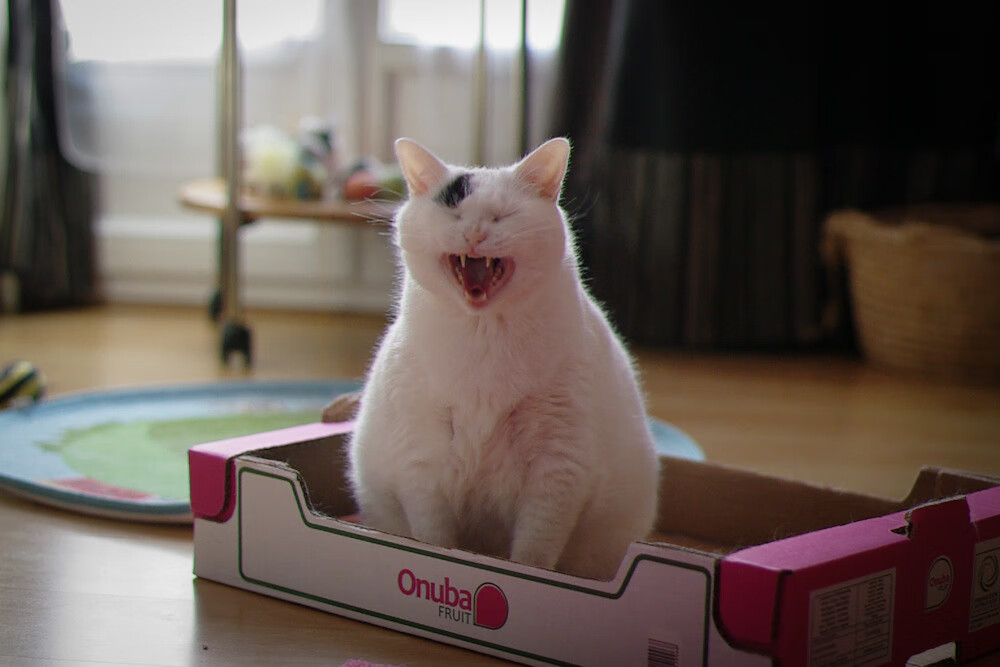 黄河咆哮！锡安42分导演末节逆转，鹈鹕加时险胜活塞