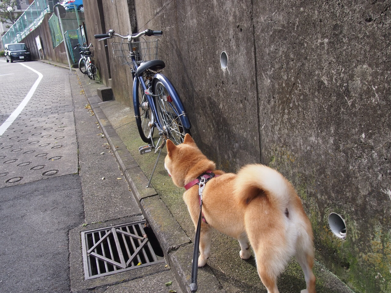 开云体育-数据维度对决，阿拉巴屏障引爆系统，荷兰3.0横扫毕尔巴鄂