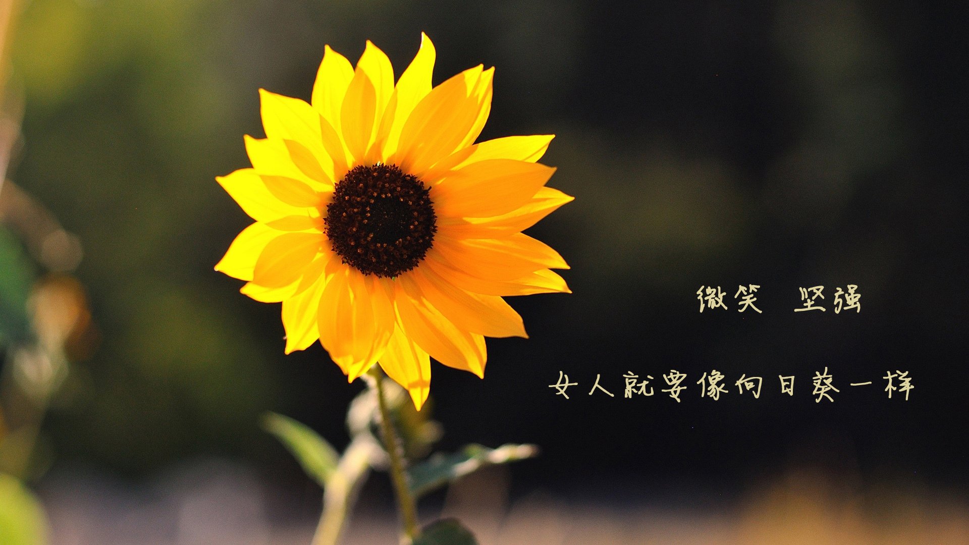 冰与火之歌,哈利伯顿的冷血绝杀与老鹰的窒息防守